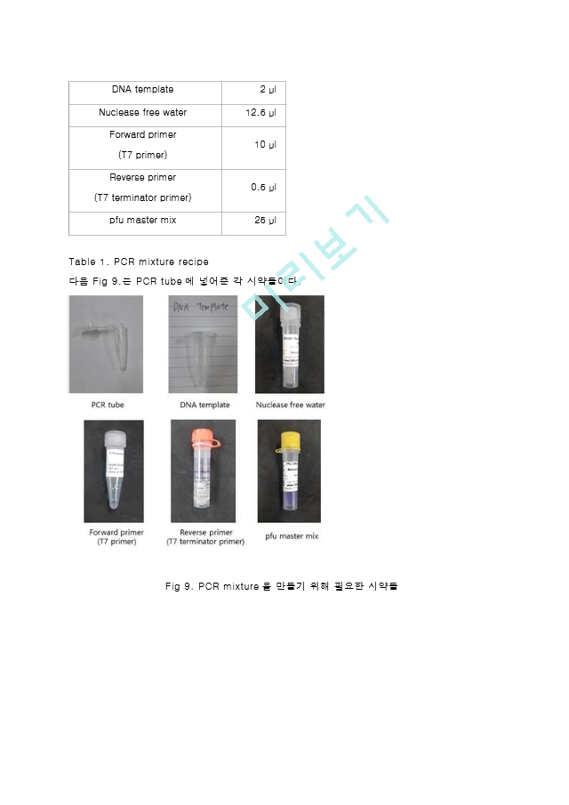 중합효소연쇄반응 PCR (Polymerase Chain Reaction) 결과레포트 [A＋].hwp